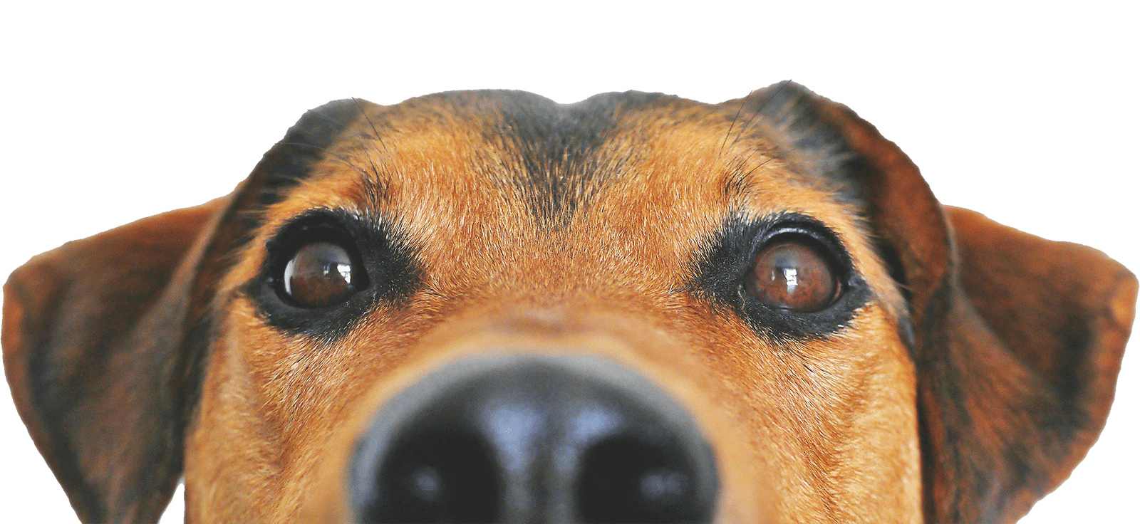 WE SPECIALISE IN SMALL DOGS