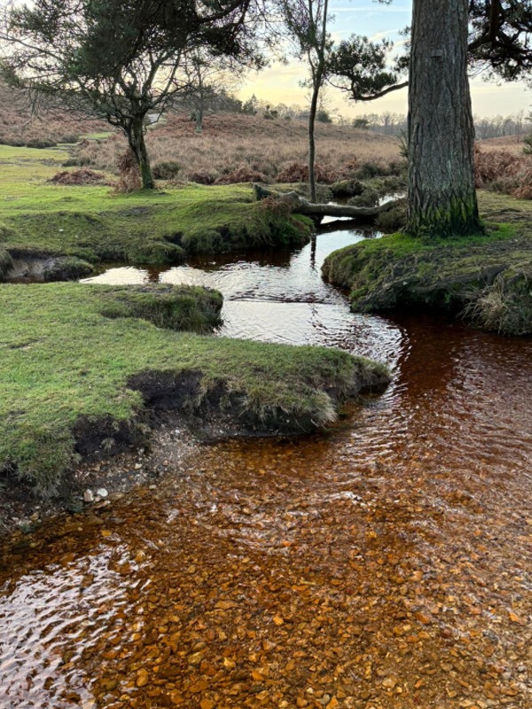 Spring Cottage Dog Club Hotel: Gallery