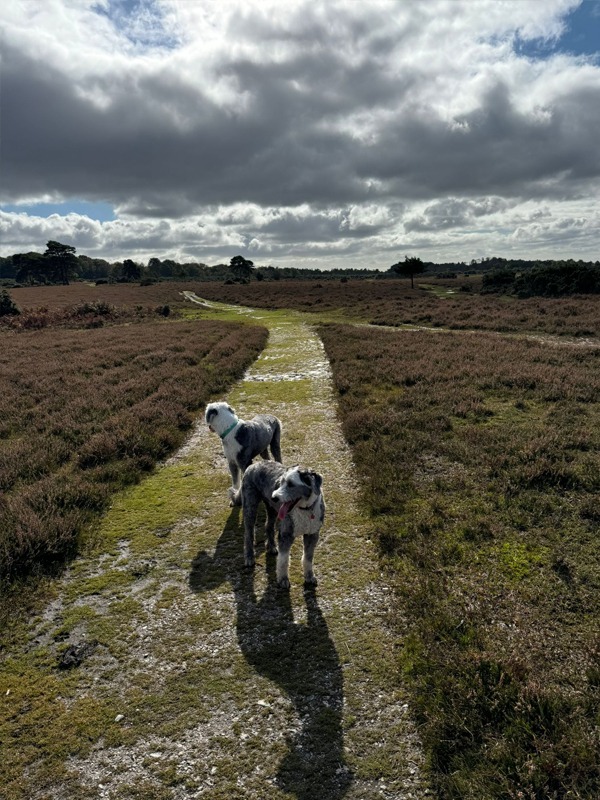 Spring Cottage Dog Club Hotel: Gallery